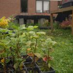Automne2