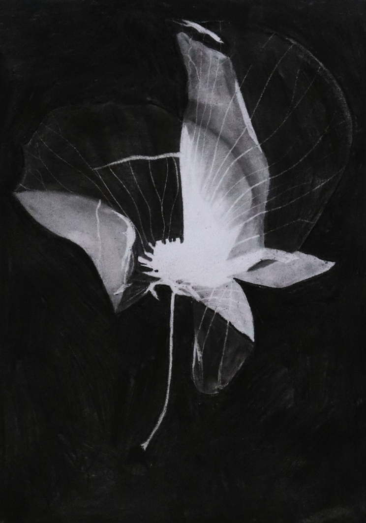 Radiographie-fusain-LouiseD